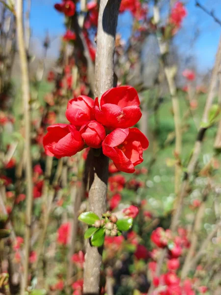 Röda Blommor Japansk Kvitten Våren — Stockfoto