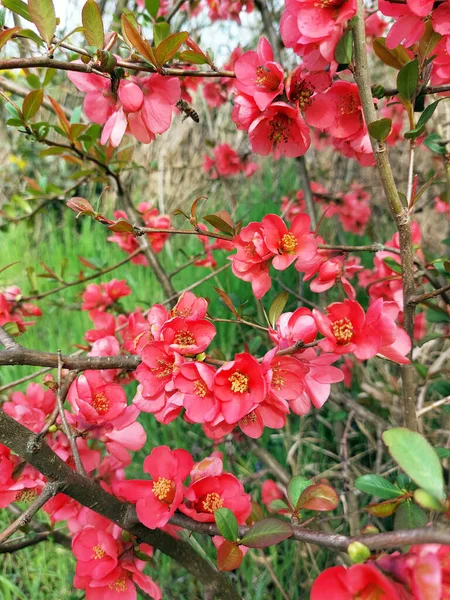 Japansk Kvitten Blommar Grenar Med Röda Blommor Våren — Stockfoto