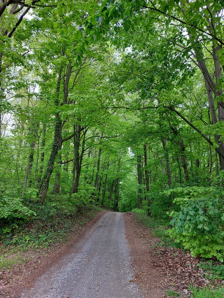 Дорога Густом Зеленом Лесу Весна Славонии Хорватия — стоковое фото
