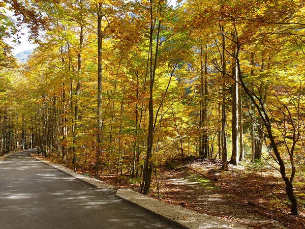 Heldergele Bomen Vallei Van Logar Herfst Slovenië — Stockfoto