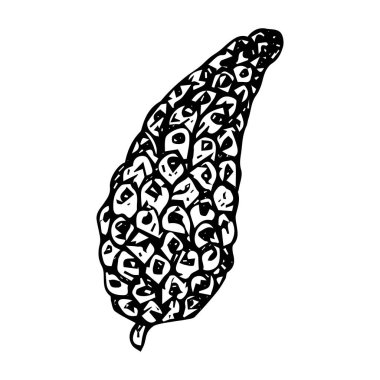 Noel ağacı konisi, eskiz, siyah özet beyaz arka planda izole edilmiş, tasarım ve dekor için stok çizimi