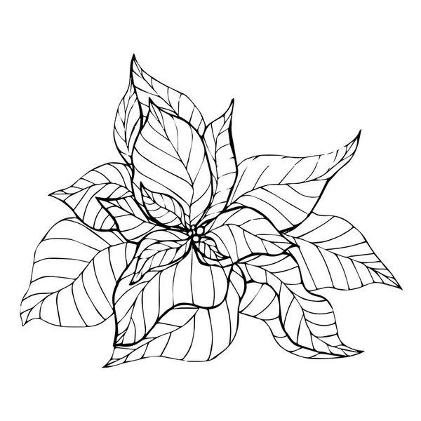 Poinsettia Sketch Чорний Контур Ізольований Білому Тлі Стоковий Малюнок Дизайну — стоковий вектор