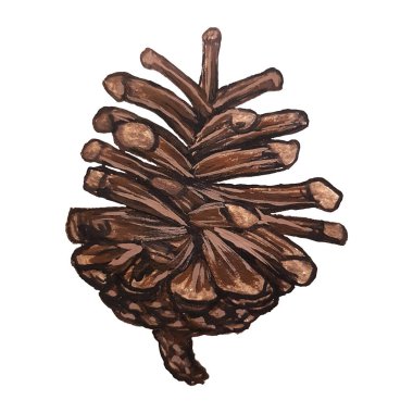 Beyaz arka planda izole edilmiş çam kozalakları, tasarım ve dekorasyon için gouache ve suluboya ile boyanmış stok çizimleri.