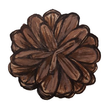 Beyaz arka planda izole edilmiş çam kozalakları, tasarım ve dekorasyon için gouache ve suluboya ile boyanmış stok çizimleri.