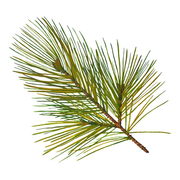 Pine Branch Isolated White Background Stock Illustration Drawn Gouache Watercolor — Stock Photo, Image