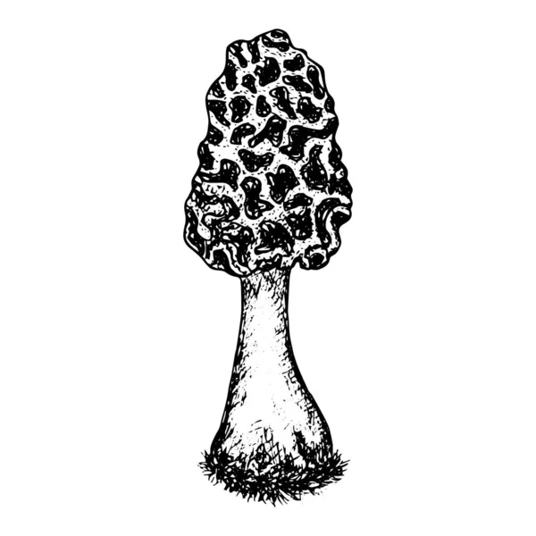 Desenho Cogumelo Desenhado Mão Ilustração Vetor Estoque Contorno Preto Isolado — Vetor de Stock