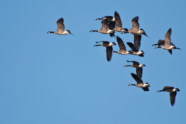 Flock kanadagäss som flyg — Stockfoto