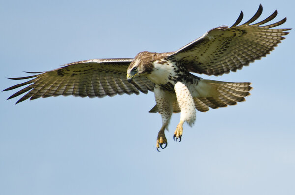 Immature Red Tailed Hawk Flying In a Blue Sky
