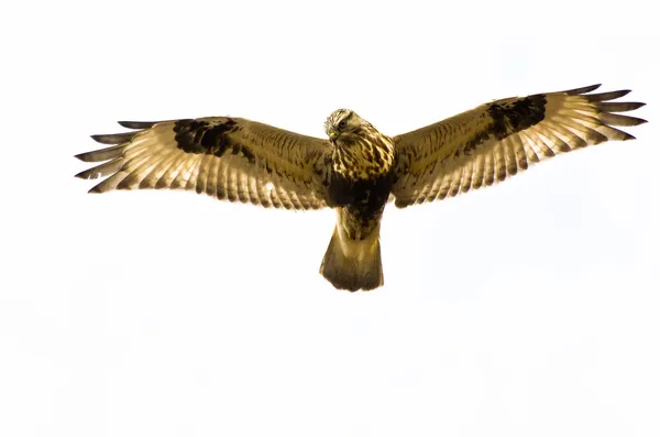 Rough-Legged Hawk on White Background — Stock Photo, Image