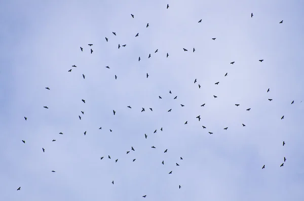 Migración de halcones —  Fotos de Stock