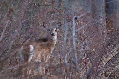 ağır fırça geyik
