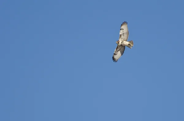 Falcão de cauda vermelha voando em um céu frio de inverno — Fotografia de Stock