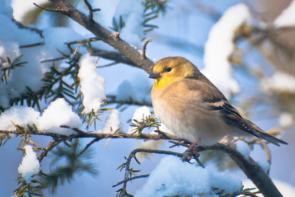 Goldfinch empoleirado na neve — Fotografia de Stock