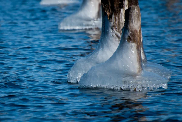 Troncs d'arbres creusés dans la glace — Photo