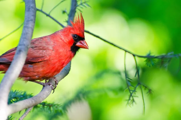Cardinal du Nord Perché dans un arbre — Photo