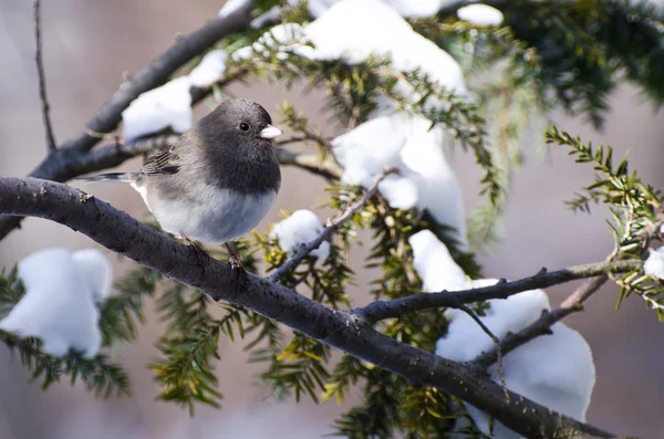 Dark-eyed Junco Perched in Snow — Stock Photo, Image