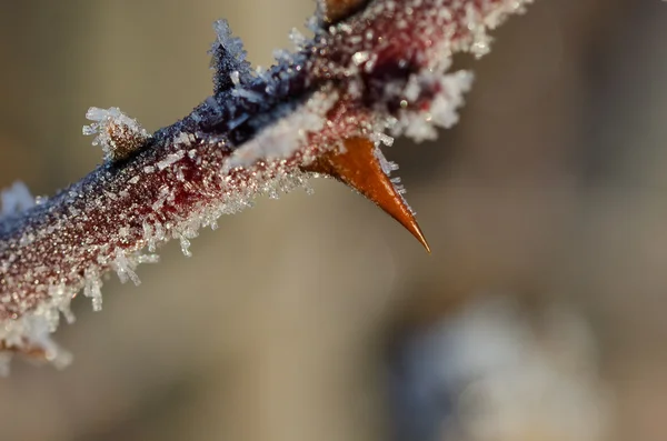 Frost Covered Thorn — Stock Photo, Image