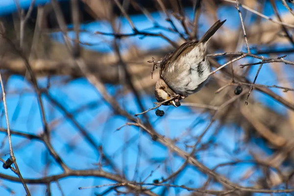 White-throated Sparrow Eating a Berry — Stock Photo, Image