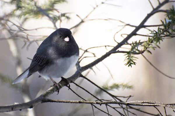 Donker-eyed junco zat in de sneeuw — Stockfoto