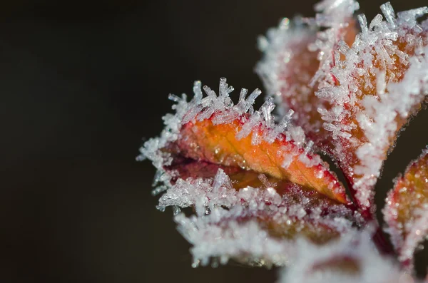 Frost Crystals — Stock Photo, Image