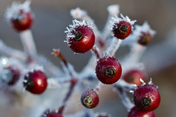 Frost kaplı çilek — Stok fotoğraf