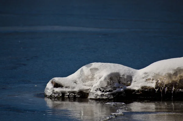 Snow Crocodile — Stock Photo, Image