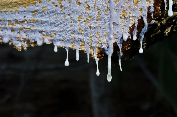 Sapone di pino congelato gocciolante dall'albero tagliato — Foto Stock