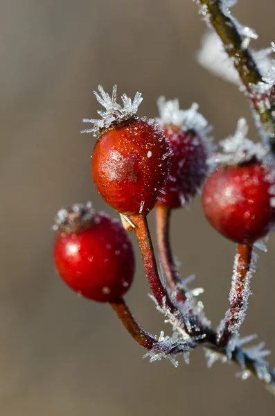 Frost Covered Berries — Stock Photo, Image