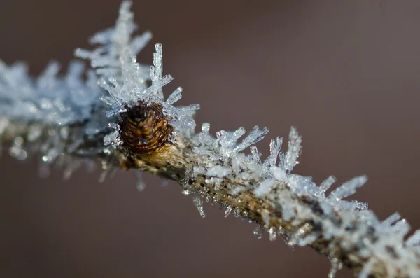 Frost Crystals — Stock Photo, Image