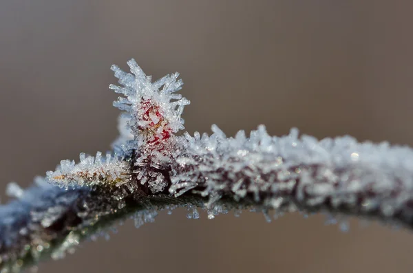 Cristaux de givre — Photo