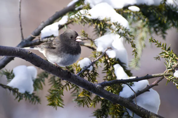 Donker-eyed junco zat in de sneeuw — Stockfoto