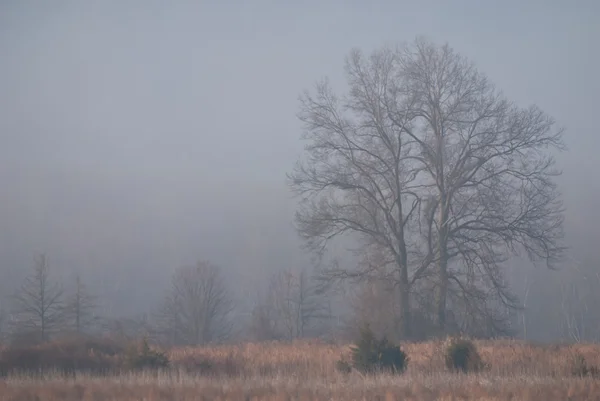 Drzewa w mglisty poranek — Zdjęcie stockowe