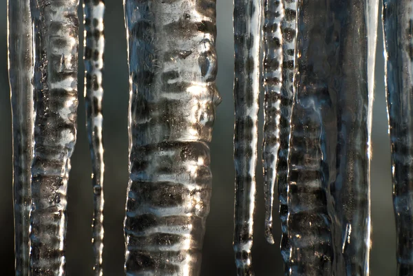 Icicle Forest — Stock Photo, Image