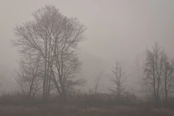 Stromy v mlhavé ráno — Stock fotografie