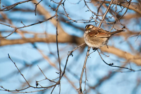 Bílá – throated sparrow sedí na stromě — Stock fotografie