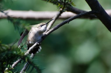 agresif görünümlü sinek kuşu