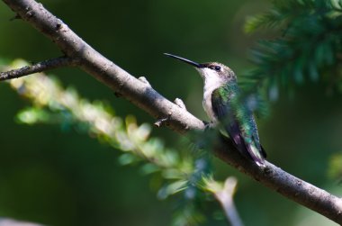 irkilmiş sinek kuşu