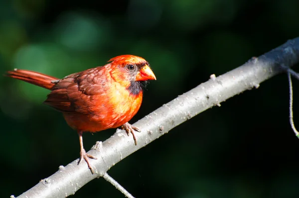 Cardenal del Norte encaramado en el sol de la mañana —  Fotos de Stock