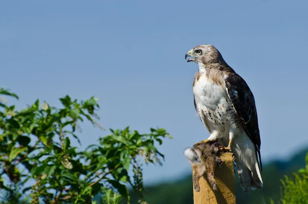 Falco dalla coda rossa con preda catturata — Foto Stock