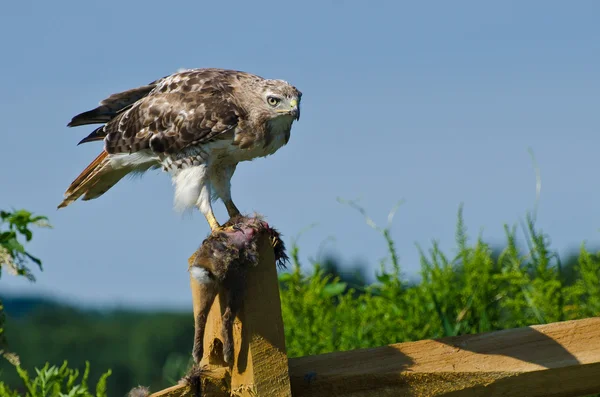 Falco dalla coda rossa con preda catturata — Foto Stock