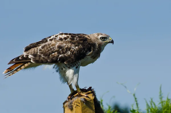 Piros farkú hawk profil — Stock Fotó