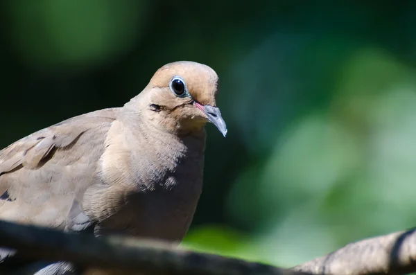 Mourning Dove Perched in a Tree — Stock Photo, Image