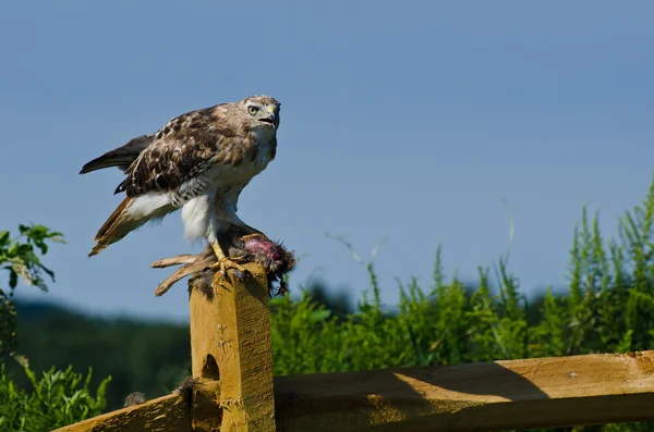Red - tailed hawk met vastgelegde prooi — Stockfoto