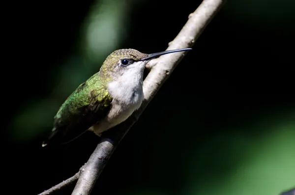 Ruby - throated hummingbird wznosi się w drzewo — Zdjęcie stockowe