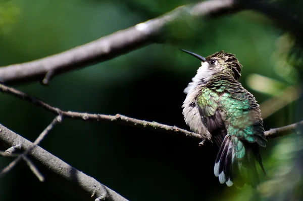 Ruffled Ruby-Throated Hummingbird Perched in a Tree — Stock Photo, Image