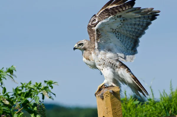 Red-Tailed Hawk Taking to Flight — Stock Photo, Image