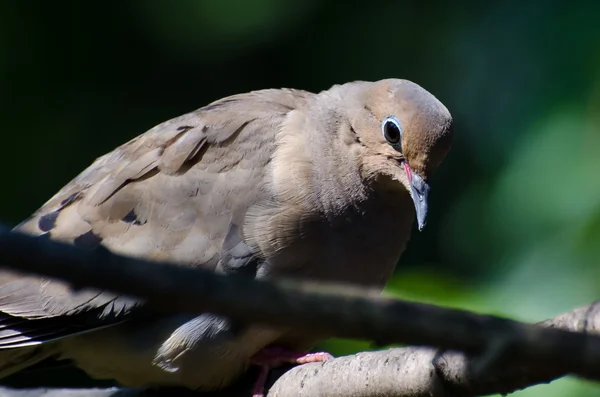 Грустный и вводный скорбящий голубь, сидящий на дереве — стоковое фото