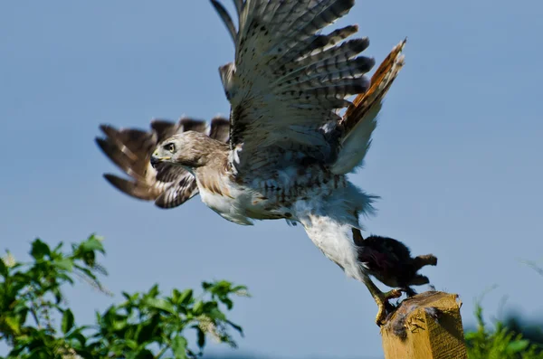 Red-Tailed Hawk Taking to Flight With Captured Prey — Stock Photo, Image