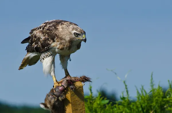 Falco dalla coda rossa con preda catturata — Foto Stock