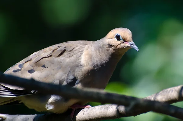 Rouw dove zat in een boom — Stockfoto